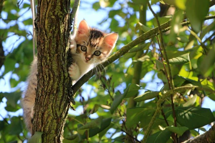 Cat hanging in tree